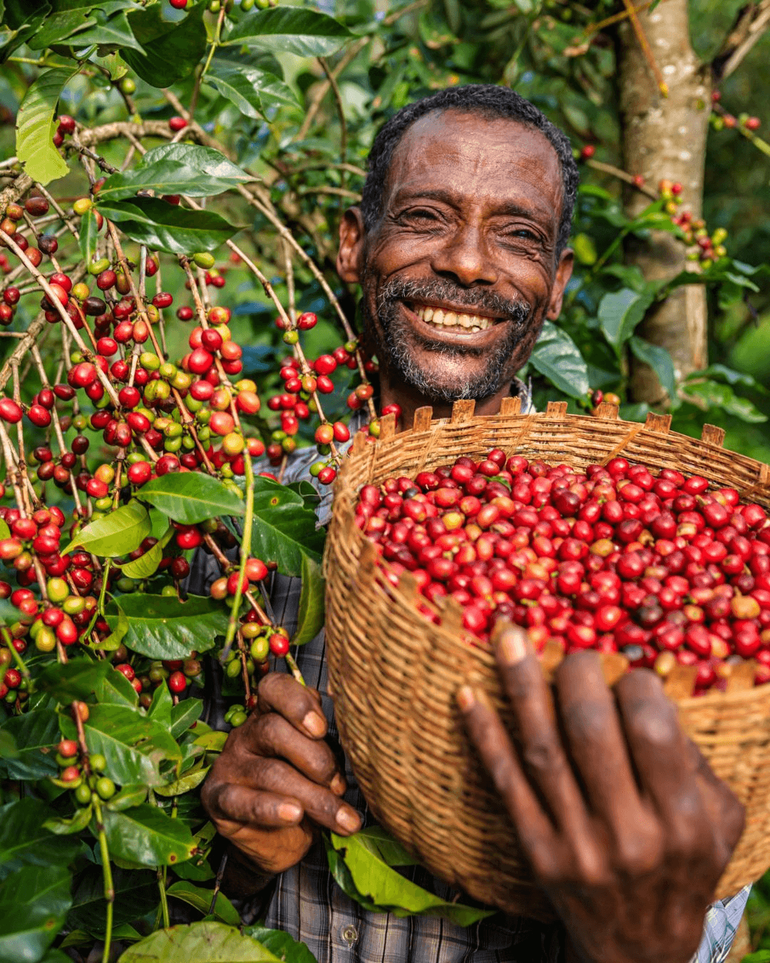 Hand-picking at the height of the season.