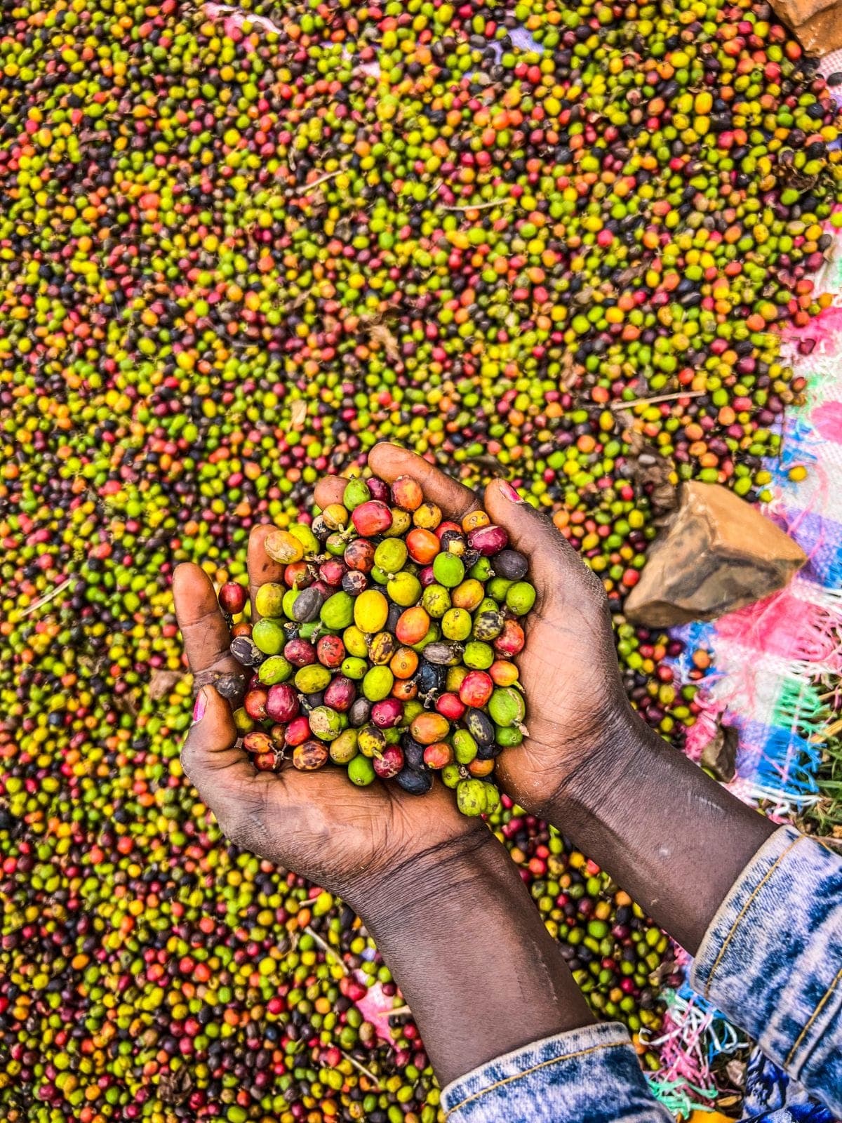 Origin of Coffee